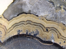 Banded sphalerite from Eastern Belgium